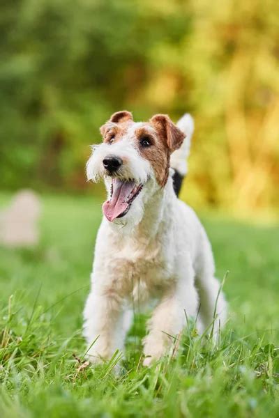 Do Wirehaired Fox Terriers Shed