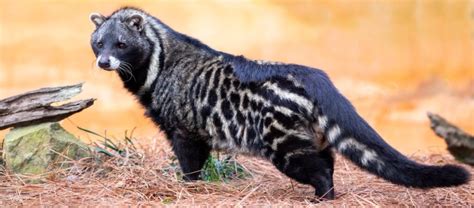 50 Cool Civets Facts