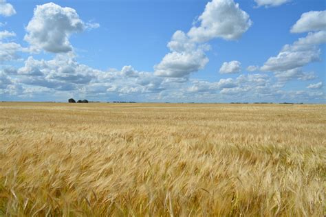 Ecco il grano canadese che entrerà in Italia matura sotto la neve