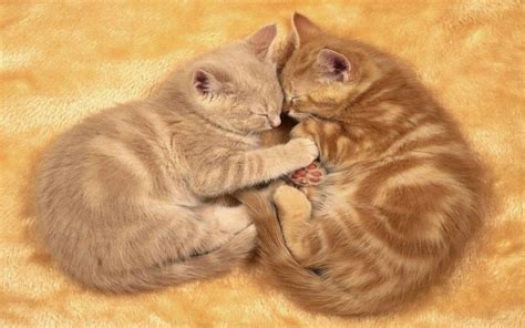 HD Cuddling Kittens Wallpaper | Download Free - 105086