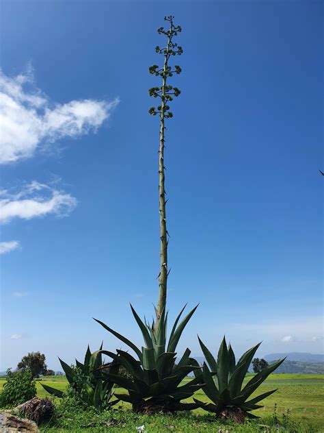 Blue Agave Photos, Download The BEST Free Blue Agave Stock Photos & HD ...