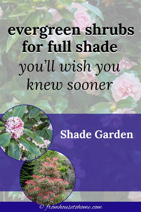 Evergreen Shrubs For Shade (That Look Good All Year)