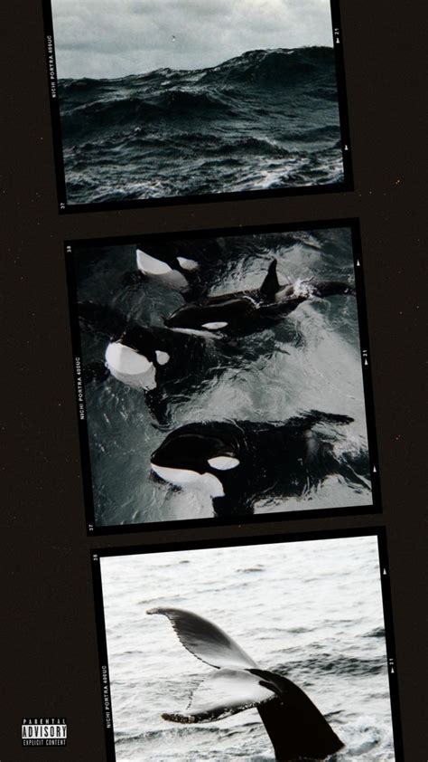 Orca wallpaper | Orche, Animali marini, Animali