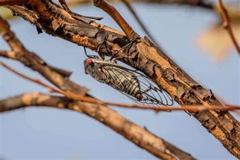 Cicada Symbolism & Spiritual Meaning