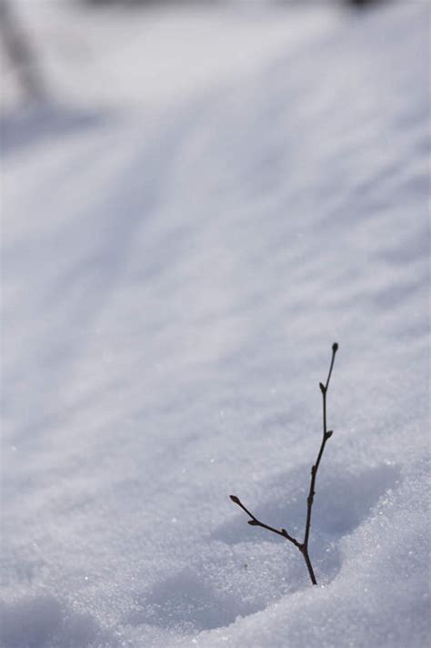 无人竖图俯视室外特写白天旅游度假美景雪植物大雪北海道日本亚洲阴影朦胧模糊光线影子积雪景观雪景冬季