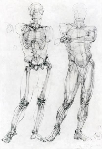 Épinglé par Nik Fiorentino sur anatomy Dessin anatomie Dessin