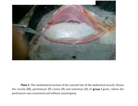 (PDF) Histopathology assessment of incisional wound-healing behaviour ...