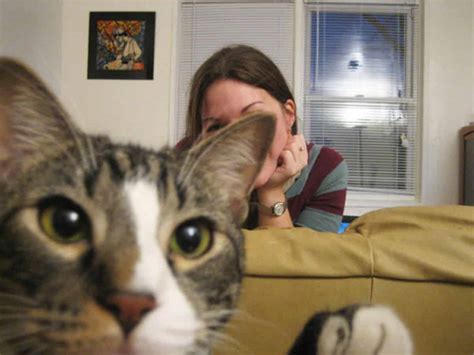 top  des chats inities au photobombing  trends
