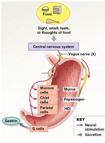 Bms Digestive System Flashcards Quizlet