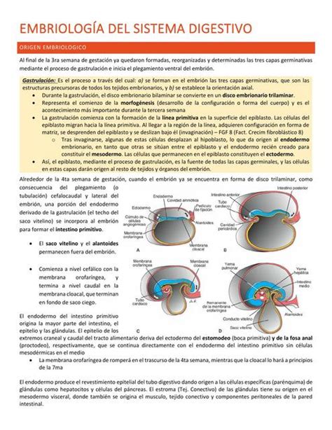 Embriología uDocz