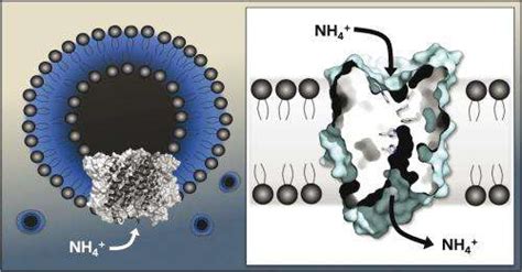 Using Artificial Lipid Vesicles Biochemists Show How Membrane Proteins