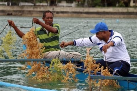 Kelompok Budi Daya Ambon Panen Rumput Laut Antara News Ambon Maluku