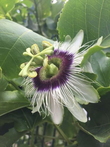 Forma Passiflora Edulis Flavicarpa Inaturalist Ecuador