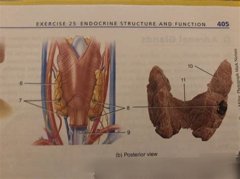 Thyroid And Parathyroid Glands Diagram Quizlet