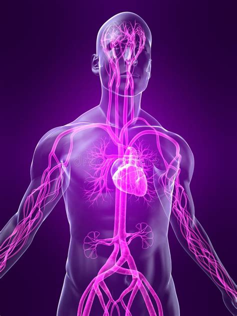 Sistema Vascolare Evidenziato Illustrazione Di Stock Illustrazione Di Circolazione Medico