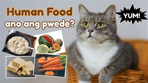 Human Foods Na Pwede Sa Mga Pusa Youtube