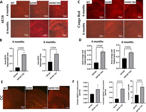 Increase is Aβ burden in brains of 4 and 6 month old 5xFAD TAU vs