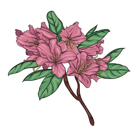 blooming rhododendron branch with flowers and leaves. vector