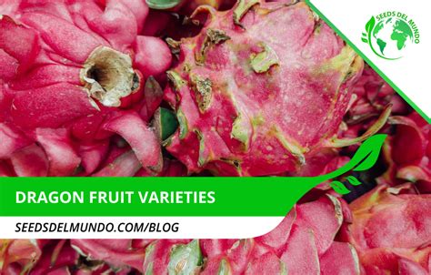 Different Dragon Fruit varieties | Seeds Del Mundo