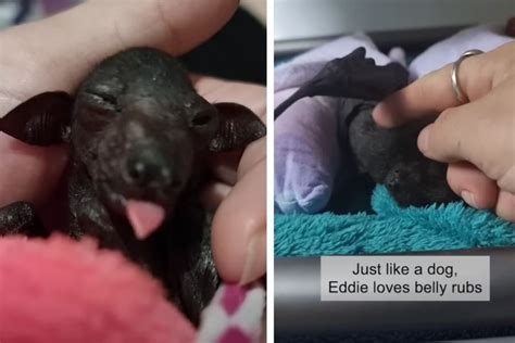 Rescued baby bat demand belly rubs like a puppy - Upworthy