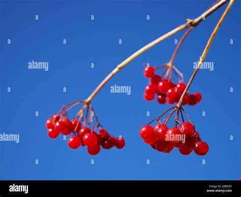 A Bunch Of Viburnum Berries Red Berries On A Blue Background A Twig