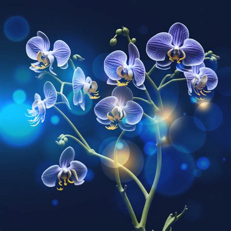 Orchids By Freya The Geisha On Deviantart