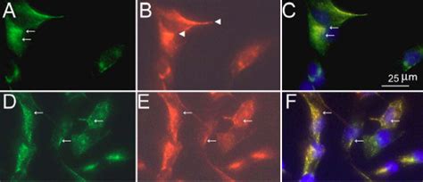 Immunofluorescence Localization Of Cav 1 And Cav 2 In Tm Cells Cav 1 Download Scientific