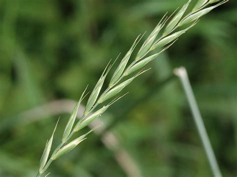 Artenseite Elymus Repens Kriechende Quecke Bochumer Botanischer