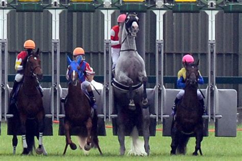 東スポ競馬 On Twitter 【 桜花賞 】ナミュール 最新ゲート難事情をリポート 少々出遅れても ゴールドシップ 級の爆脚発揮