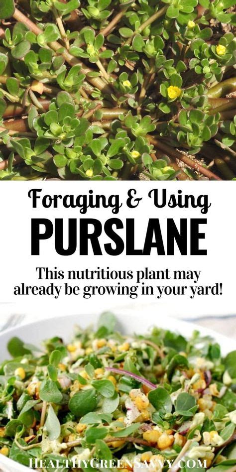 Top 10 Purslane Recipe Ideas And Inspiration