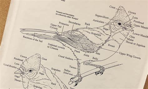 The Art History of Educational Illustration