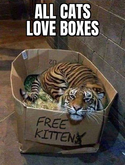 all cats love boxes - funny cat meme - funny animal memes | Funny ...