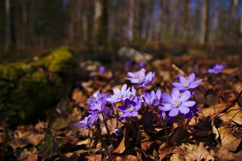 Bildet Tre Natur Skog Blomstre Anlegg Solskinn Sollys Blad