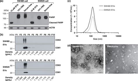 Purification And Characterization Of Sw480 Evs And Sw620 Evs A Cells