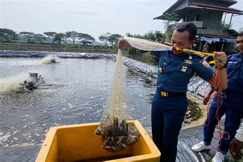 Lahan Tidur Semakin Produktif Lanal Lhokseumawe Panen Udang Perdana