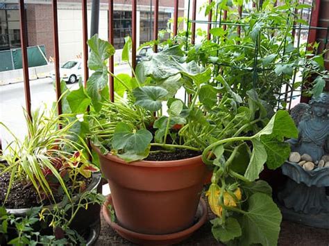 14 Plantas Ideales Para El Macetohuerto Ecocosas