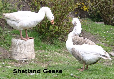 Shetland Geese Fowl Shetland Goose