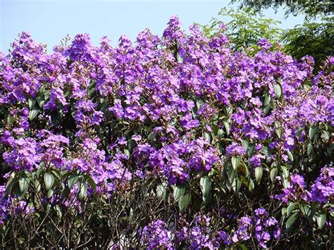 Como Plantar E Cuidar Da Arvore Quaresmeira Tibouchina Granulosa