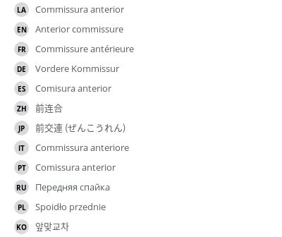 Anterior commissure - e-Anatomy - IMAIOS