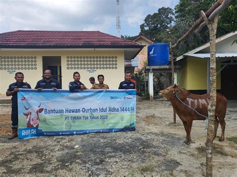 Pt Timah Tbk Salurkan Bantuan Hewan Kurban Di Pulau Belitung