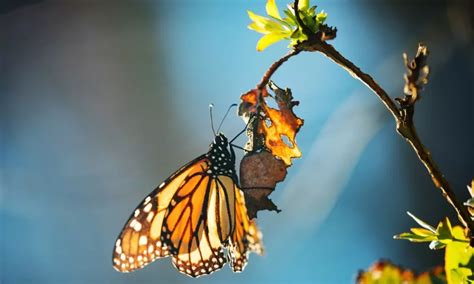 Oregon Getting Federal Money To Improve Habitat For Imperiled Western