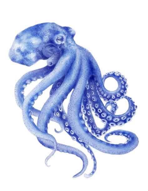 Blue Octopus Watercolor Art Print In A Mount Kit Ready To Etsy