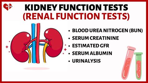 Kidney Function Tests Kft S Explained Serum Creatinine Serum