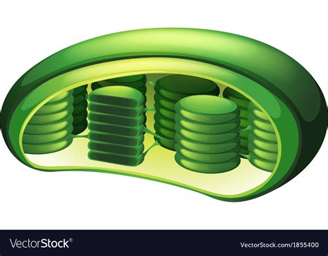 Chloroplast Royalty Free Vector Image VectorStock