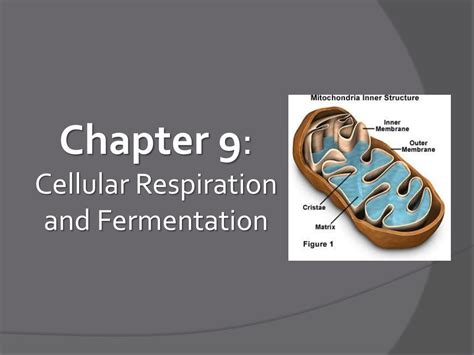 Ppt Chapter 9 Cellular Respiration And Fermentation Powerpoint