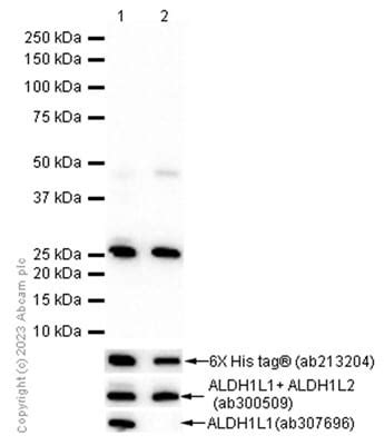 ALDH1L1 ALDH1L2重组抗体 EPR12743 B ALDH1L1 ALDH1L2抗体 ab233016