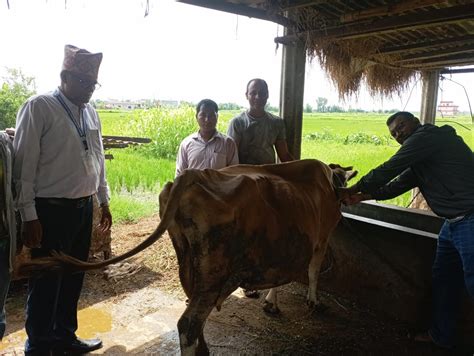 Lumbini Press बुटवलमा ६ सय पशुमा लगाइयो लम्पी स्किनविरुद्धको खोप