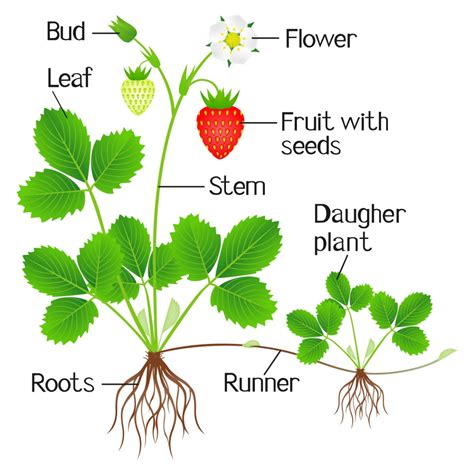 Genetics of Strawberry Plants – Strawberry Plants