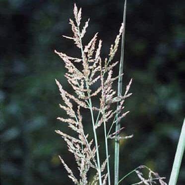red top buffalo brand seed