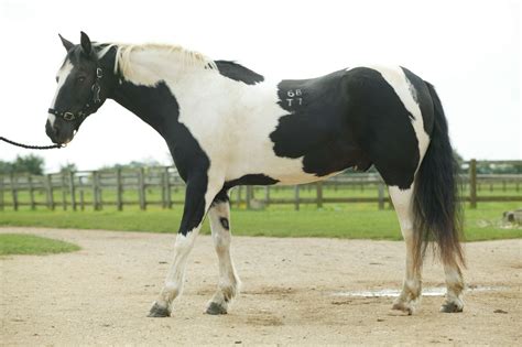 Symptoms Of Laminitis In Horses Includes The Horse Showing An Inability